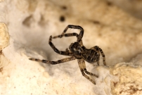 *(85360) Une femelle (Araneae - Thomisidae - Xysticus sp.)